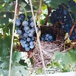 Il Vigneto & Breakfast - Valtellina Panoramic View Castione Andevenno