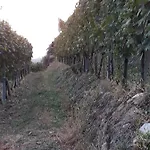 Il Vigneto & Breakfast - Valtellina Panoramic View Bed & Breakfast Castione Andevenno