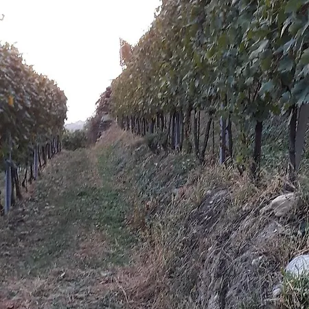 Il Vigneto & Breakfast - Valtellina Panoramic View 住宿加早餐酒店 Castione Andevenno